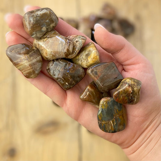 Petrified Wood - Tumblestones - Keshet Crystals in Petersfield